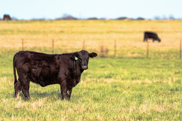 Black Angus heifer in spring pasture