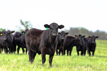 Black Angus herd with heifer in front in focus - obrazy, fototapety, plakaty