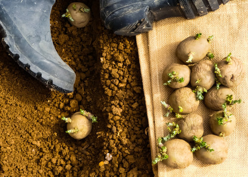 Several first early seed potatoes with sprouts or chits on hessian sacking. Some tubers planted, with blue wellington boots on fine prepared soil (Tilth) in background. Oxfordshire, England.