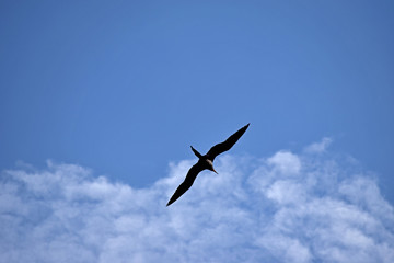 Seagull in the Sky