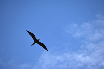Bird in the Sky