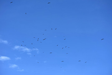 Birds in th Sky