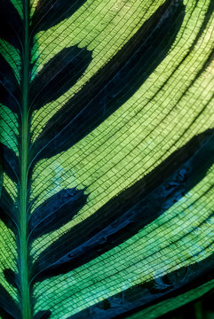 green floral background - calathean leaf surface