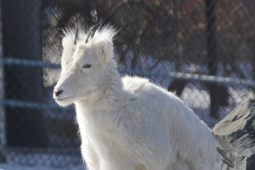 Dall sheep in the snow