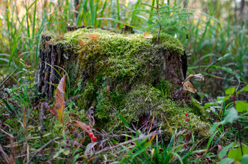 moss on stump, greens on the stump