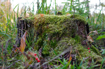 moss on stump, greens on the stump
