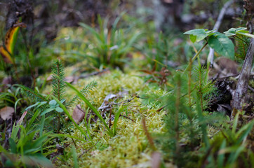 moss on tree