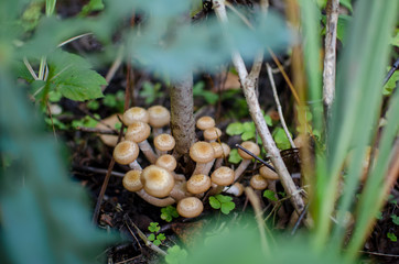 mushrooms in the forest, edge green grass