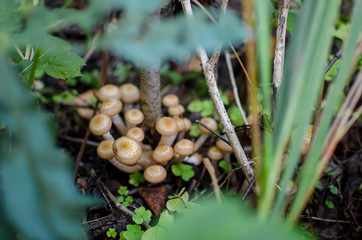 mushrooms in the forest, edge green grass