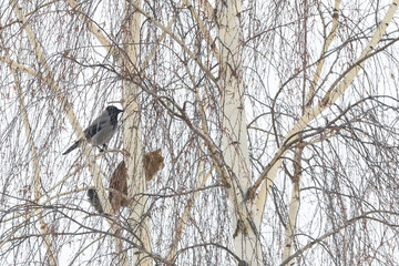 Bird and cat sitting on a tree together in winter during snowing.The big gray crow and the brown cat  looking in the same direction..Concept of friendship of  cats and a birds.