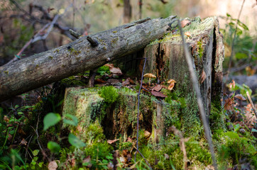 mushrooms in the forest, edge green grass