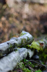 Fototapeta na wymiar bark in the forest