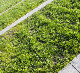 path in garden