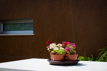 flowers in pot on the wall