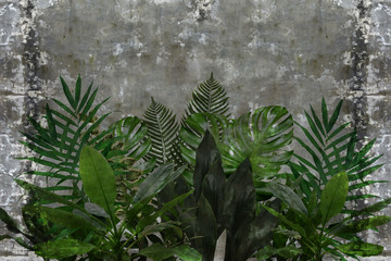 3d wallpaper, green leaves of houseplants on concrete wall textured background. The original panel will turn your room in with the most recent world trends in interior fashion.