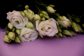 pretty eustoma lisianthus on simple background