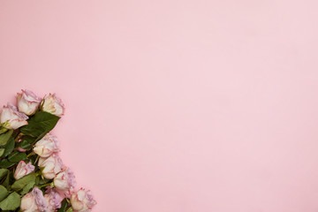 top view of beautiful pink roses with green leaves on pink background with copy space