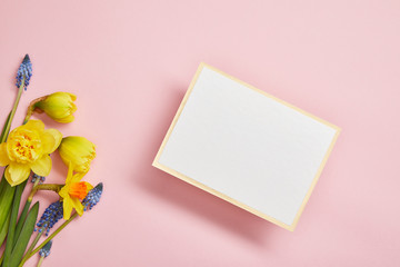 top view of white empty card, blue hyacinths and yellow daffodils on pink background