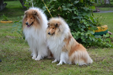Two fluffy collie dogs sit on the grass