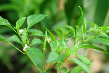 Fresh green chilli bird pepper tree are blooming after the rain, Selective focus