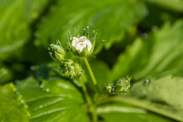 Blooming flowers of strawberry with dew drops in morning. Soft focus