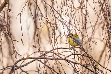 Tit is sitting among the wet branches of a tree.