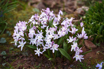 pink Chionodoxa Flowers in spring garden