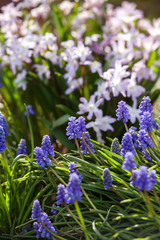 blue muscari and pink Chionodoxa Flowers in spring garden