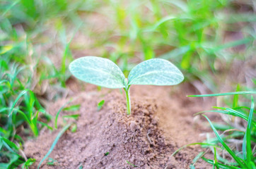 Seeds plant trees, small trees, green trees, do not focus on objects.