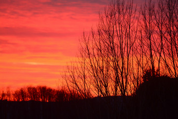 Fototapeta premium Tramonto rosso e silhouette alberi nel cielo