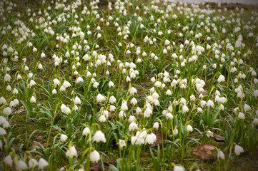 Field of beautiful snowdrops. Closeup of early spring white snow drop plant growing densely in in the garden.