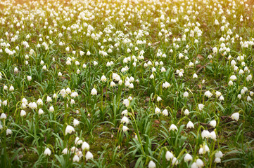 Fototapeta premium Field of beautiful snowdrops. Closeup of early spring white snow drop plant growing densely in in the garden.