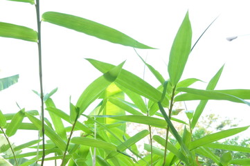 Fototapeta na wymiar green Bamboo leaf on Black ground white