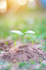 Seeds plant trees, small trees, green trees, do not focus on objects.