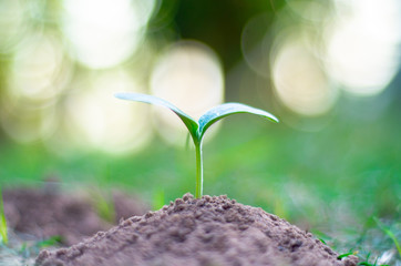 Seeds plant trees, small trees, green trees, do not focus on objects.