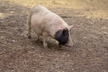 Farm animal piglet young domestic,  pig.