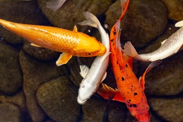 Carp in pond, colorful fish,  orange.