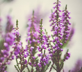 Naklejka premium bunch of lavender flowers