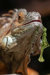 Fototapeta premium orange iguana animal red lizard, background.