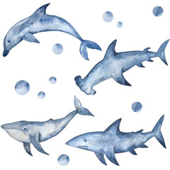 Watercolor hammerhead, shark, dolphin and whale. Hand painted underwater inhabitants