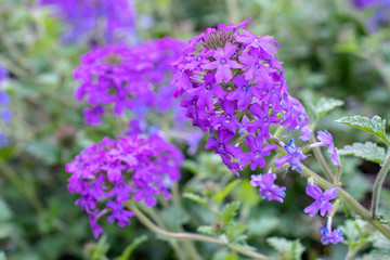 Blooming purple flowers in the garden with textured green foliage ~PURPLE HAZE~