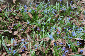 blue flowers in the forest,