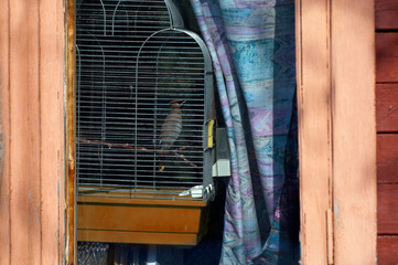Tamed bird behind the window