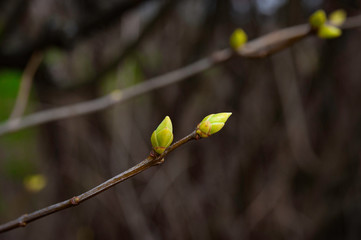 Two green bush buds on a dark background