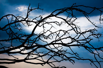 Backgrounds, branches, blue silhouettes and scary skies Halloween from Phuket Thailand