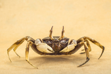 Ghost crab Brown background Ocypode ceratophthalmus from phuket Thailand