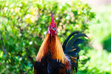 A colorful rooster with red cockscomb.