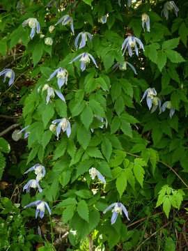 pianta rampicante di Clematide alpina (Clematis alpina),primo piano con fioritura 