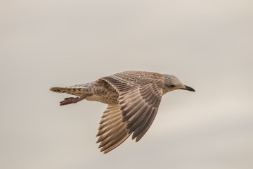HERRING GULL (young)  IN FLIGHT