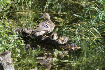 DUCKLINGS WITH MOTHER  STANDING ON ON LOG